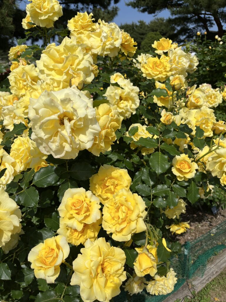 国営ひたち海浜公園の黄色いバラ