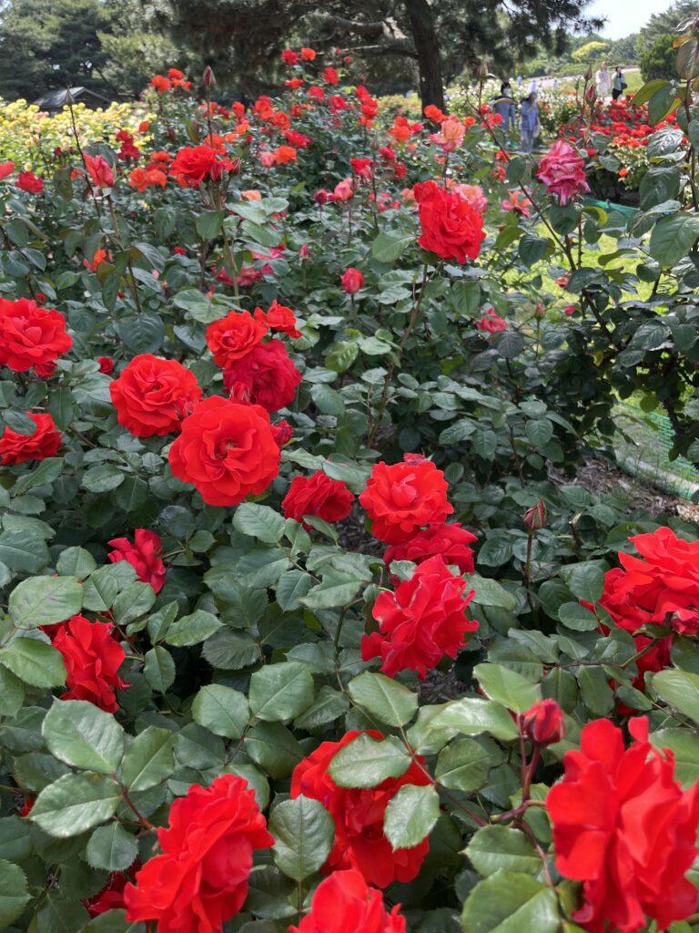 国営ひたち海浜公園の赤いバラ